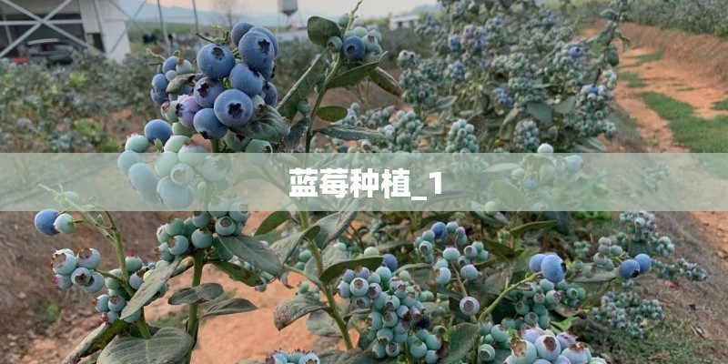 蓝莓种植_1