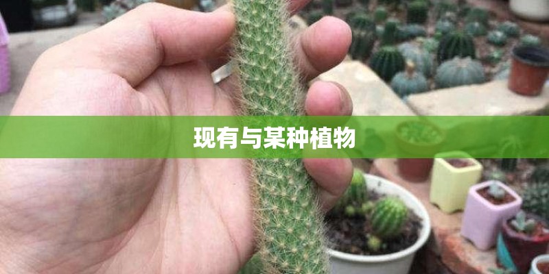 现有与某种植物