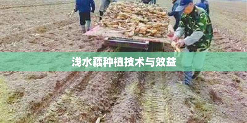 浅水藕种植技术与效益