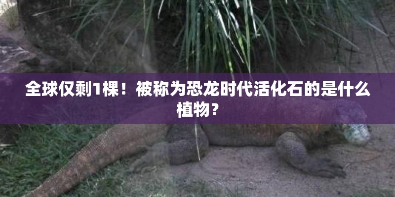 全球仅剩1棵！被称为恐龙时代活化石的是什么植物？