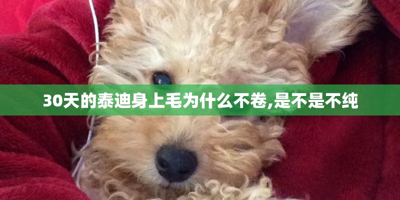30天的泰迪身上毛为什么不卷,是不是不纯