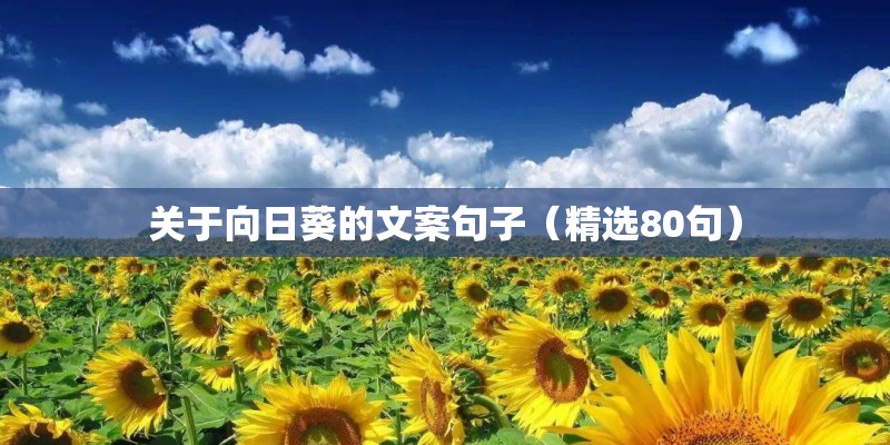 关于向日葵的文案句子（精选80句）