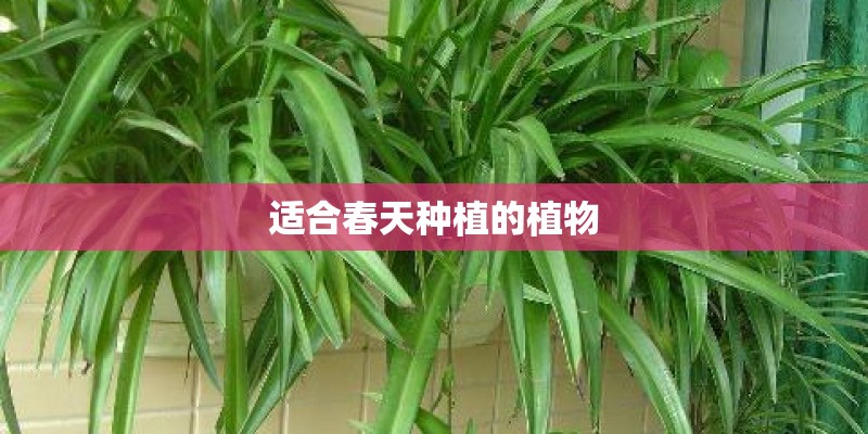 适合春天种植的植物