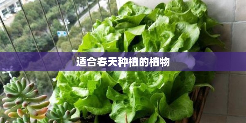 适合春天种植的植物
