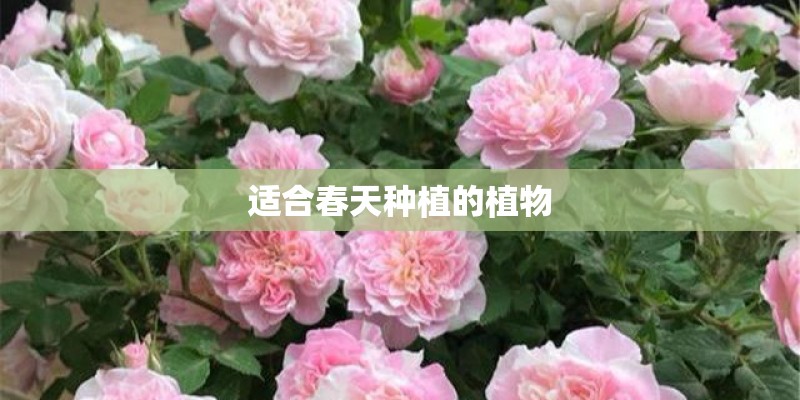 适合春天种植的植物