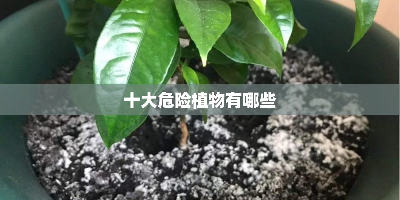 十大危险植物有哪些