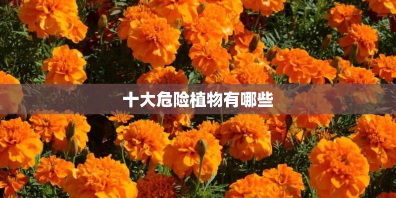 十大危险植物有哪些