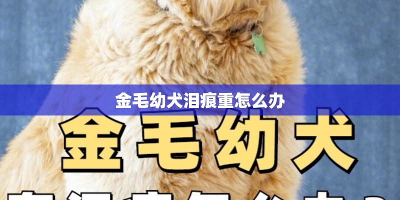 金毛幼犬泪痕重怎么办