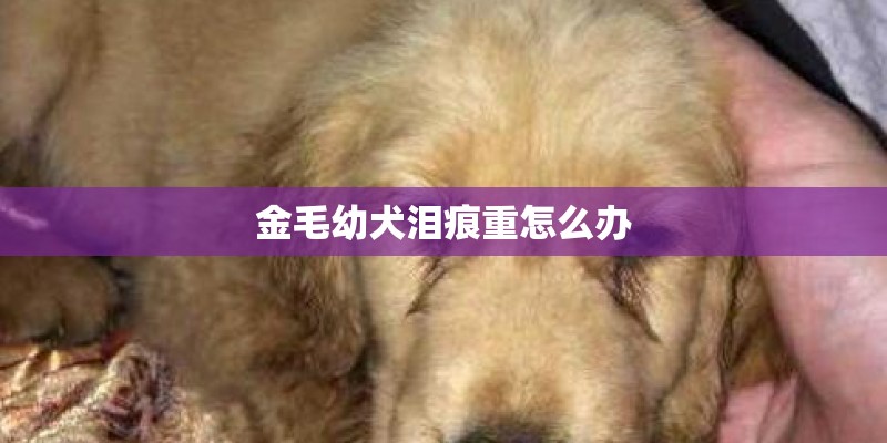 金毛幼犬泪痕重怎么办