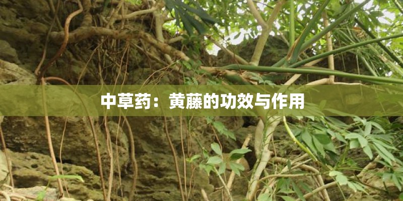 中草药：黄藤的功效与作用