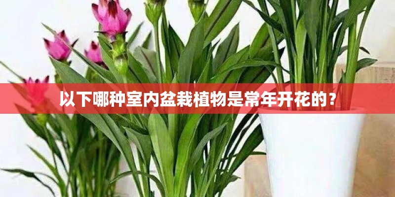 以下哪种室内盆栽植物是常年开花的？