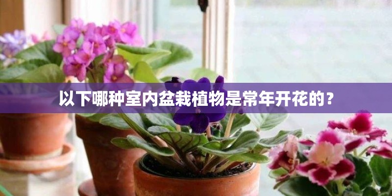 以下哪种室内盆栽植物是常年开花的？