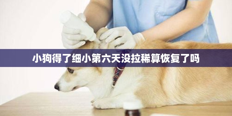 小狗得了细小第六天没拉稀算恢复了吗