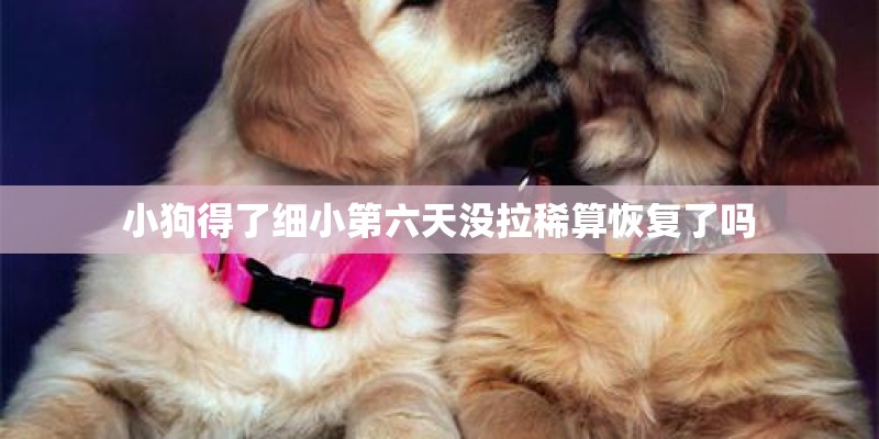 小狗得了细小第六天没拉稀算恢复了吗