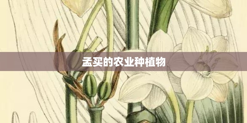 孟买的农业种植物