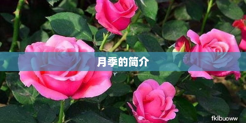 月季的简介