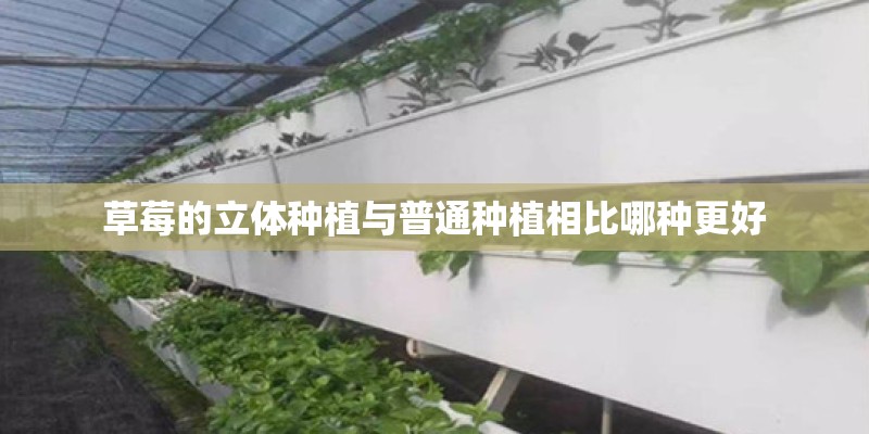 草莓的立体种植与普通种植相比哪种更好 草莓的立体种植与普通种植相比哪种更好