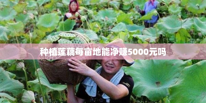 种植莲藕每亩地能净赚5000元吗