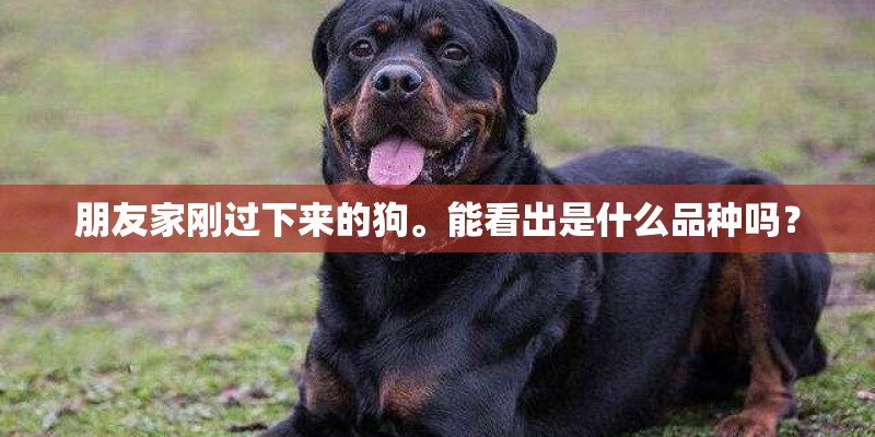 朋友家刚过下来的狗。能看出是什么品种吗？