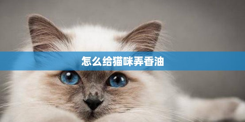 怎么给猫咪弄香油