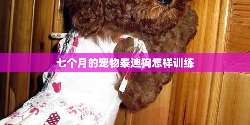 七个月的宠物泰迪狗怎样训练