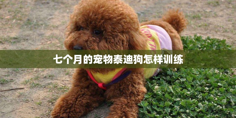 七个月的宠物泰迪狗怎样训练