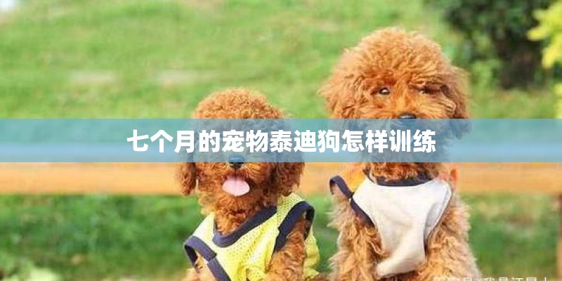 七个月的宠物泰迪狗怎样训练