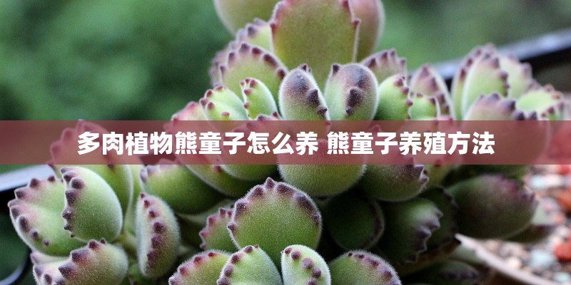 多肉植物熊童子怎么养 熊童子养殖方法