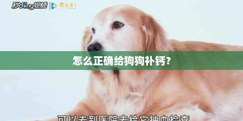 怎么正确给狗狗补钙？