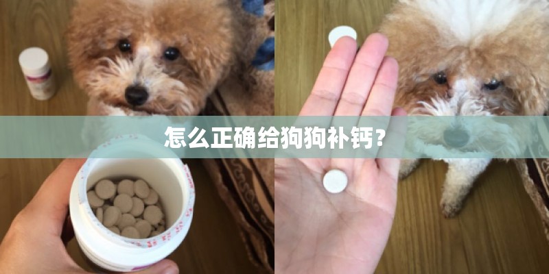 怎么正确给狗狗补钙？