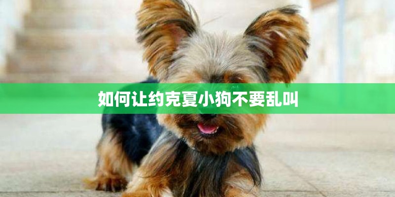 如何让约克夏小狗不要乱叫