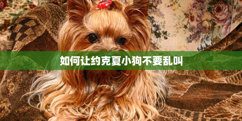 如何让约克夏小狗不要乱叫