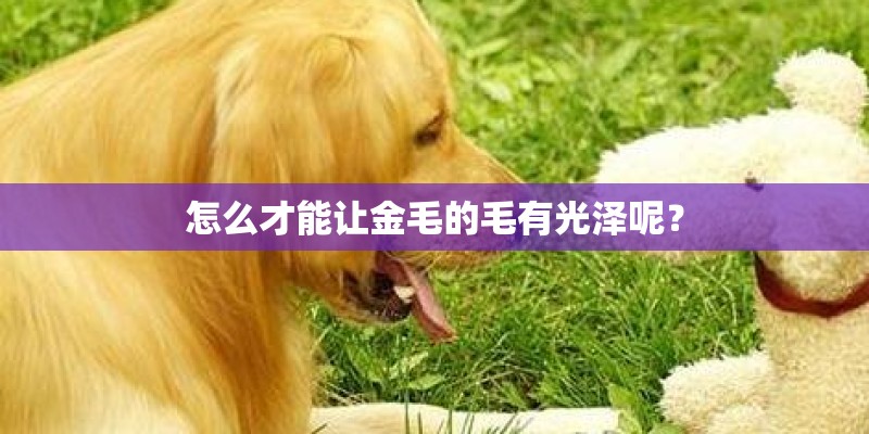 怎么才能让金毛的毛有光泽呢? 怎么才能让金毛的毛有光泽呢?