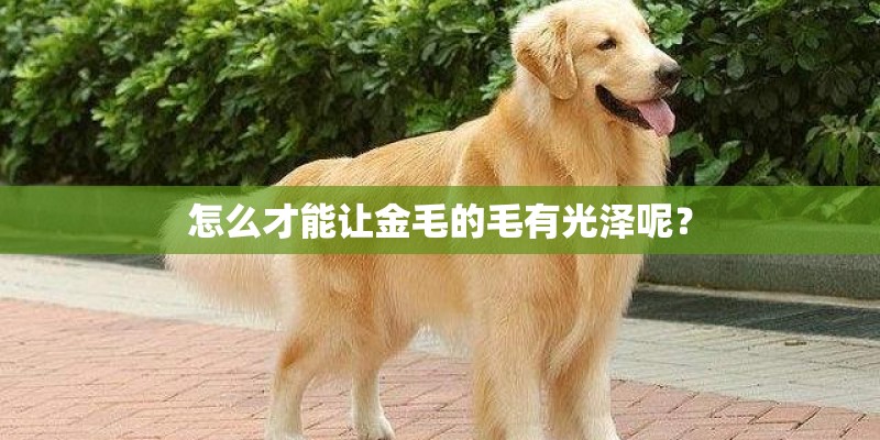 怎么才能让金毛的毛有光泽呢? 怎么才能让金毛的毛有光泽呢?