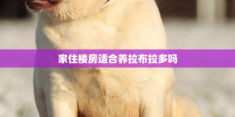 家住楼房适合养拉布拉多吗