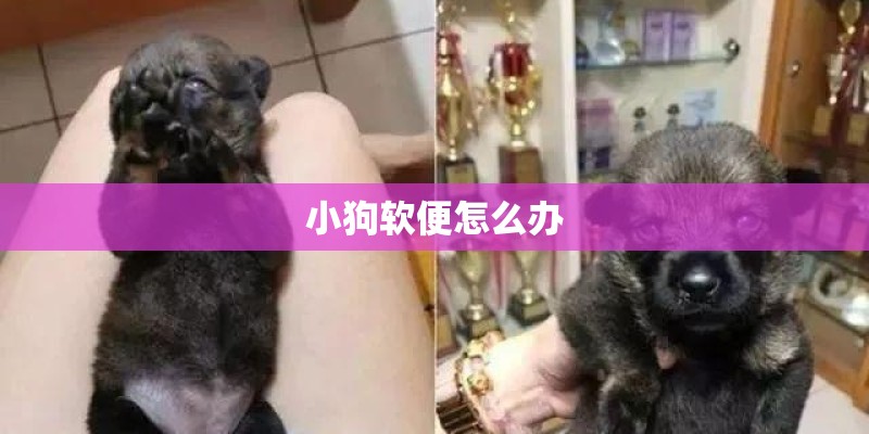 小狗软便怎么办