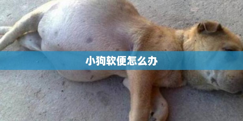 小狗软便怎么办