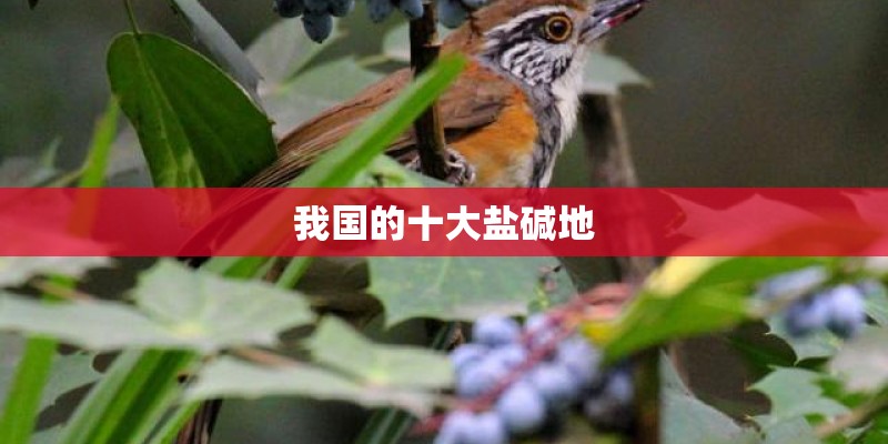 我国的十大盐碱地 我国的十大盐碱地