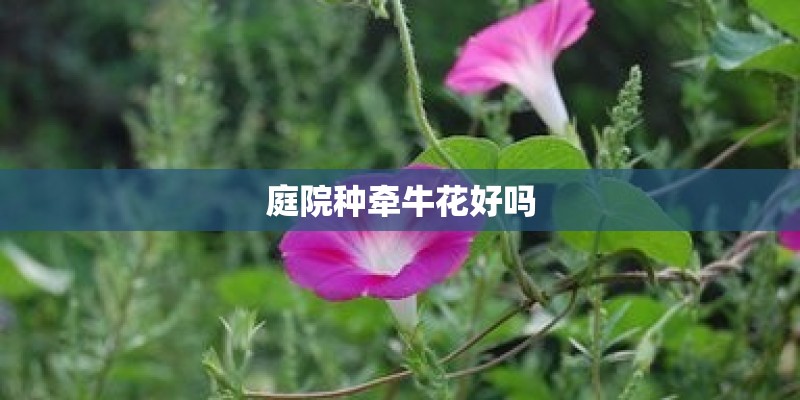 庭院种牵牛花好吗 庭院种牵牛花好吗