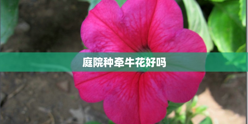 庭院种牵牛花好吗 庭院种牵牛花好吗