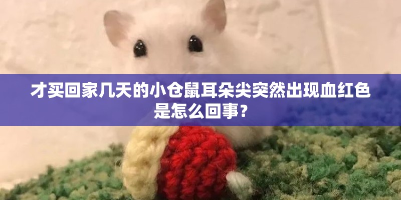 才买回家几天的小仓鼠耳朵尖突然出现血红色是怎么回事？