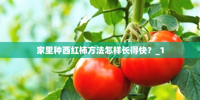 家里种西红柿方法怎样长得快？_1