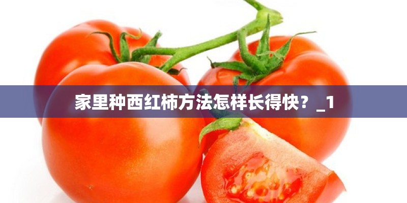 家里种西红柿方法怎样长得快?_1 家里种西红柿方法怎样长得快?_1