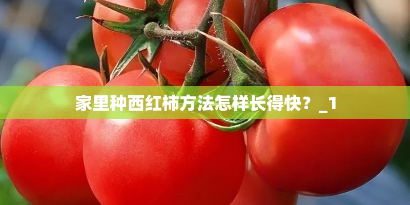 家里种西红柿方法怎样长得快?_1 家里种西红柿方法怎样长得快?_1
