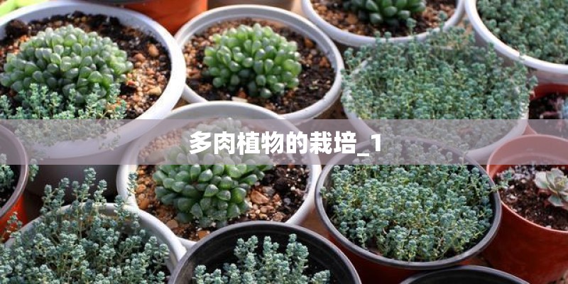 多肉植物的栽培_1