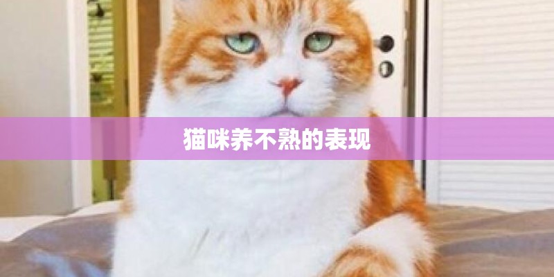 猫咪养不熟的表现