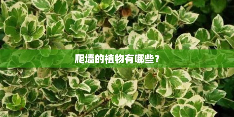 爬墙的植物有哪些？