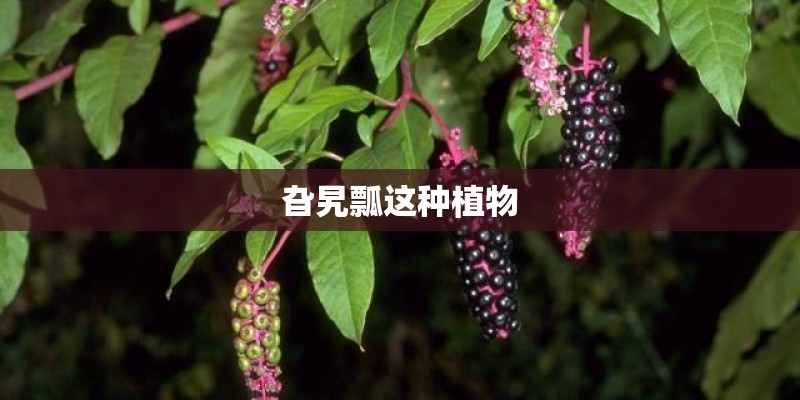 旮旯瓢这种植物
