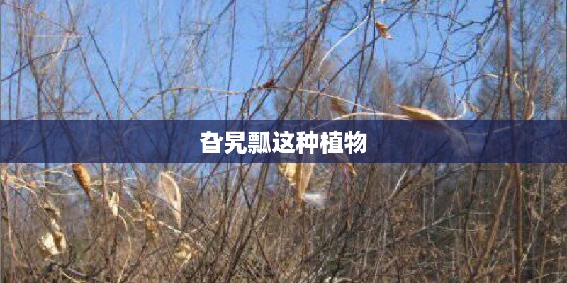 旮旯瓢这种植物 旮旯瓢这种植物