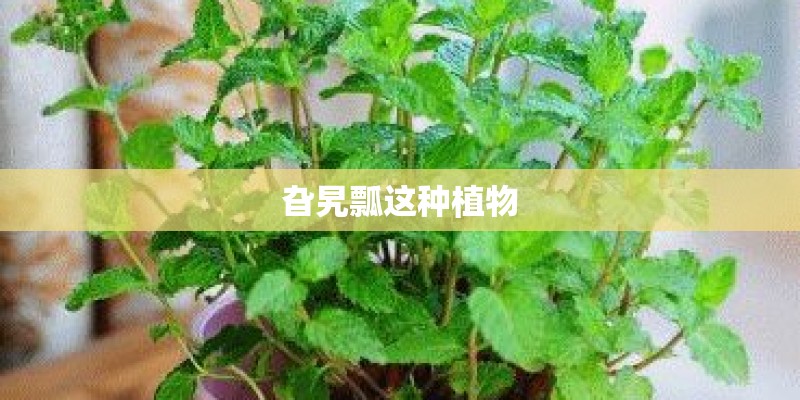 旮旯瓢这种植物 旮旯瓢这种植物